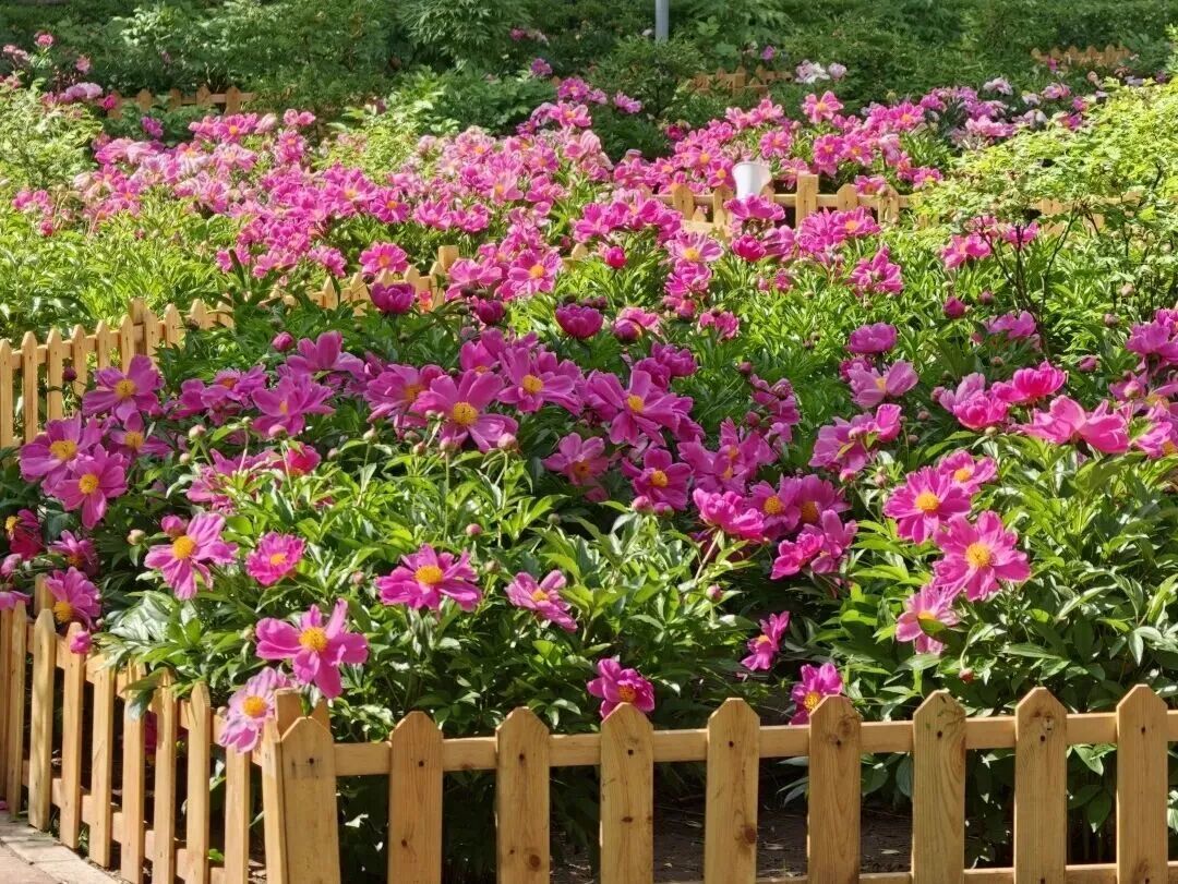 芍药花开了！随手一拍都好看，快来满都海公园拍照打卡吧