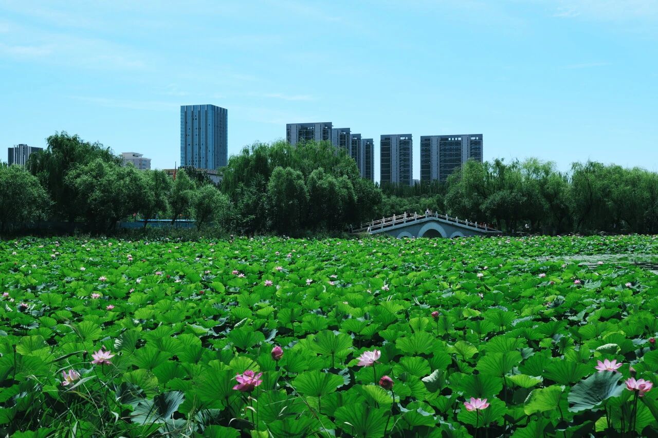 开了！开了！青城公园荷花开了，每一帧都好出片！